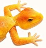 Wall Climbing RC Lizard - Image 6